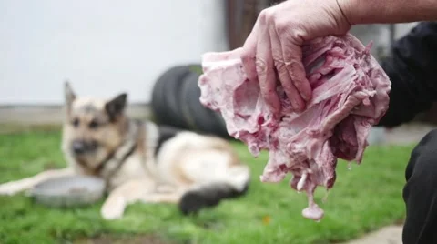 Hungry dog looking at a chunk of meat in slow motion Stock Footage 44289306