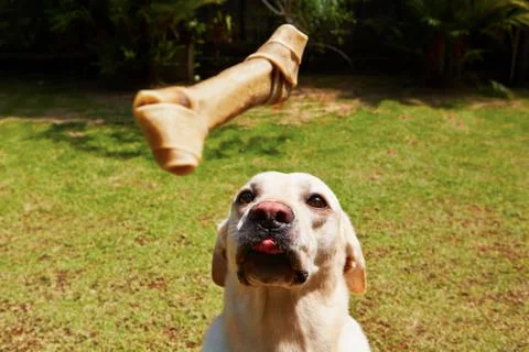 Hungry dog 스톡 사진