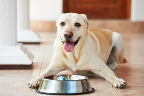 Hungry dog Stock Photos