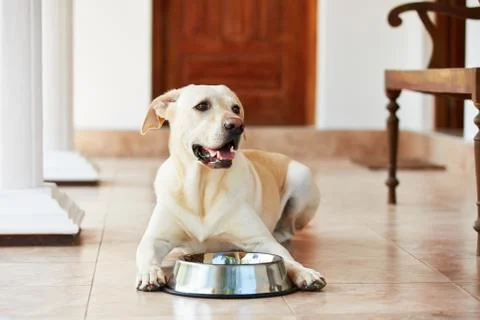 Hungry dog Stock Photos