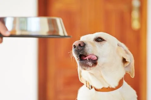 Hungry dog Stock Photos