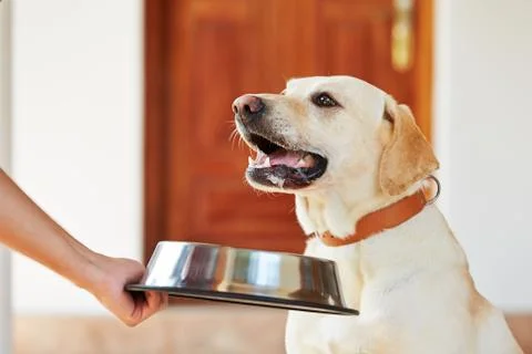 Hungry dog Foto stock