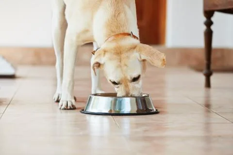 Hungry dog Stock Photos