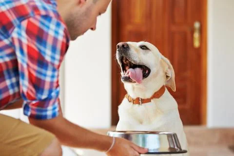 Hungry dog Stock-Fotos