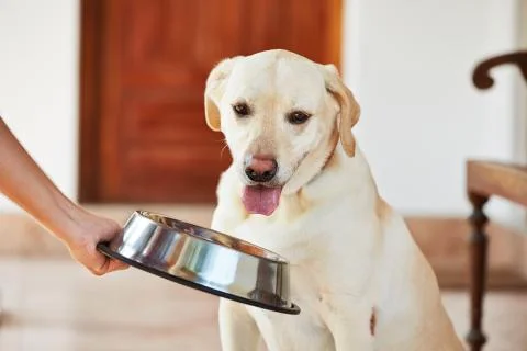 Hungry dog Stock-Fotos