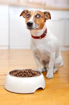Hungry dog Foto stock
