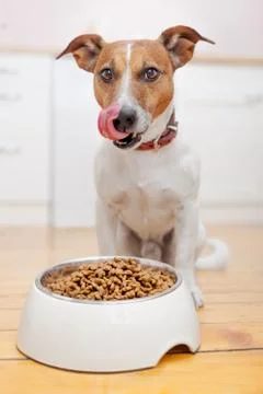 Hungry dog Foto stock