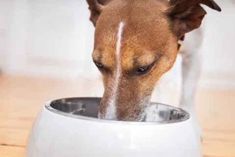 Hungry dog Foto stock
