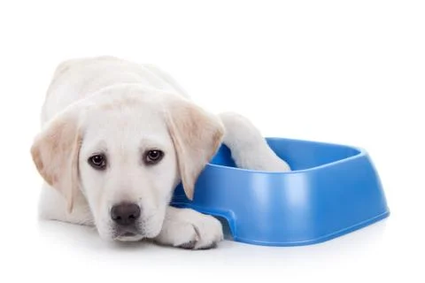 Hungry Dog Stock Photos