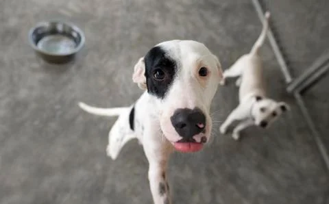 Hungry Dog Stock Photos