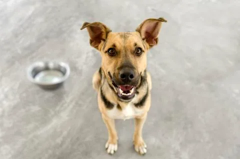 Hungry Dog Stock Photos