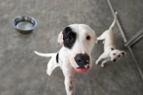 Hungry Dog Stock Photos