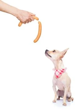 Hungry dog Stock Photos