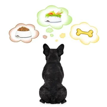 Hungry dog Stock Photos