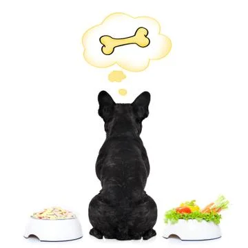 Hungry dog 스톡 사진