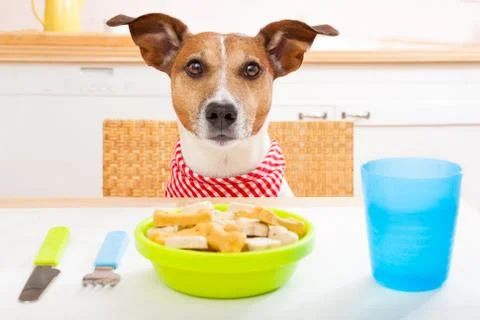 Hungry dog Stock Photos