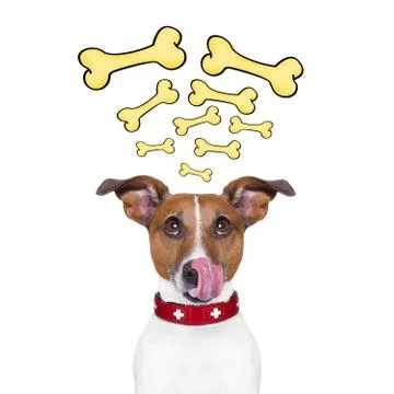Hungry dog Stock Photos