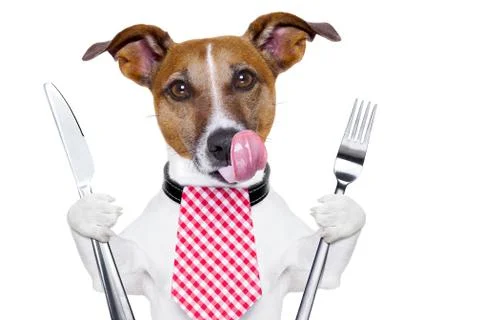 Hungry dog Stock Photos