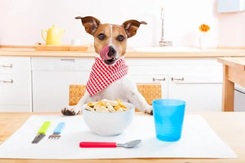 Hungry dog Photos