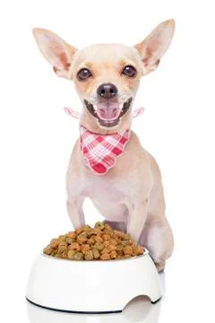 Hungry dog 库存照片