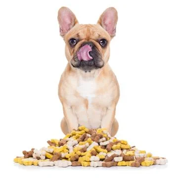 Hungry dog Фото