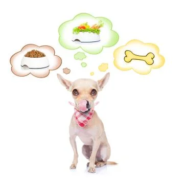 Hungry dog Stock Photos