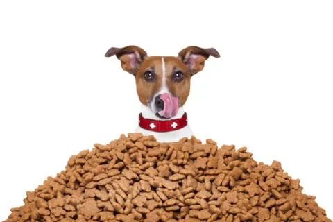 Hungry dog Stock Photos