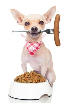 Hungry dog Stock-Fotos