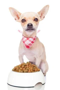 Hungry dog Stock Photos
