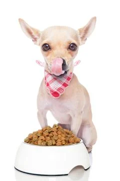 Hungry dog Stock Photos