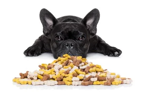 Hungry dog Stock Photos