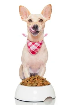 Hungry dog Stock Photos