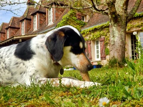 Hungry Dog! Stock Photos