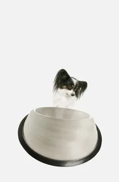 A Hungry Dog Stock Photos