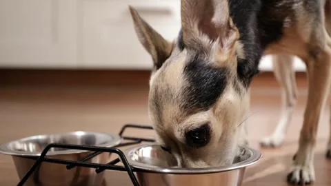 Hungry doggy devouring a nutritious bowl of food, Pet terrier savoring its .. Stock Footage 253577418