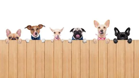Hungry dogs Stock Photos