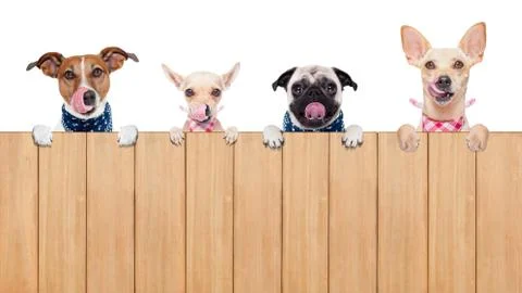 Hungry dogs Stock Photos