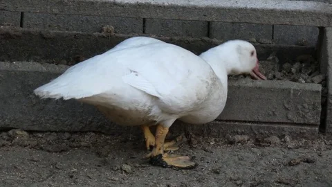 Hungry Duck Starving Stock Footage 80564405