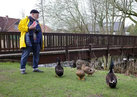 Hungry ducks and a man with bread Stock Photos