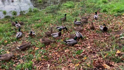 Hungry ducks came ashore for bread Stock Footage 143953517