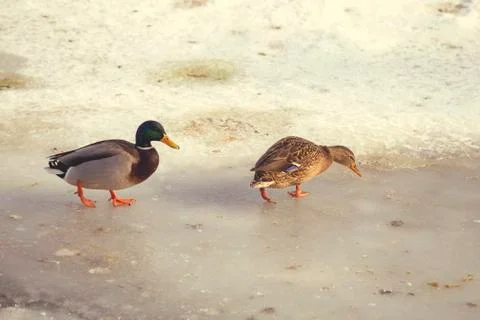 Hungry ducks on ice Stock Photos