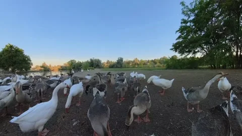 Hungry Ducks in the Park Stock Footage 280708488