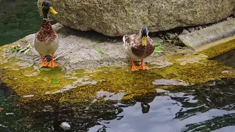 Hungry ducks swimming on a pond  Stock Footage 296836009