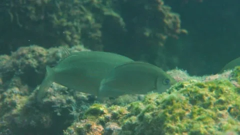 Hungry Dusky Spinefoot Fishes Look For Food Underwater Stock Footage 145924572