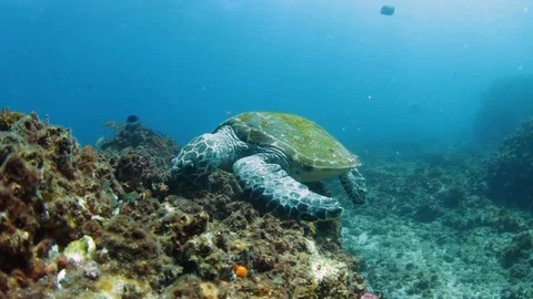 A hungry endangered Hawksbill Turtle eating coral and sea sponges on a reef Stock Footage 102098087