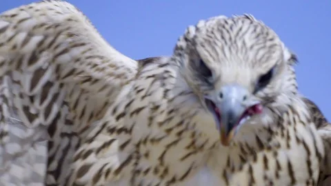 Hungry Falcon Is Feeding Stock Footage 121228060