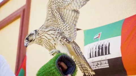 A hungry falcon graps the meat from the hand of a man. Stock Footage 106956859