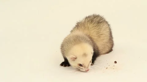 Hungry Ferret Video stock 52752332
