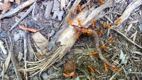 Hungry Fire Ants Eating Dead Worm  Stock Footage 138263992