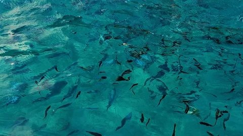 Hungry fish eat bread in Ionian Sea, Greece Stock Footage 117768528